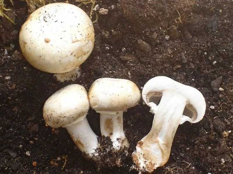 Agaricus Bispora-Crema Fresco