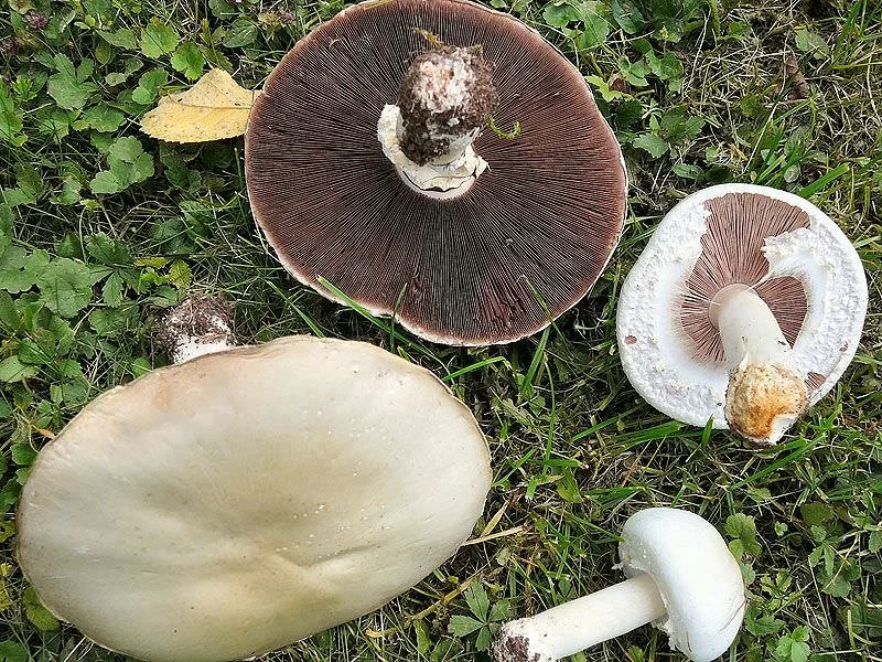 Agaricus Bisporus Fresco