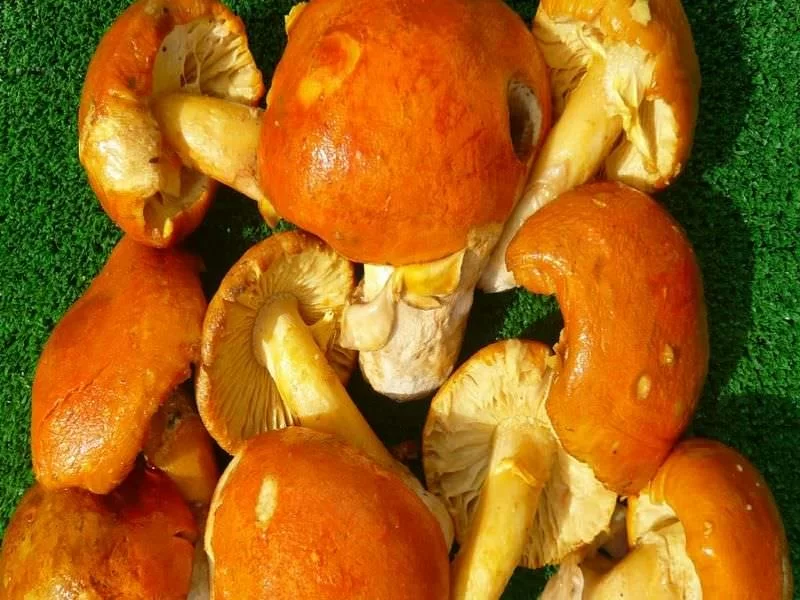 Amanita Caesarea Entera-Abierta Ultracongelado