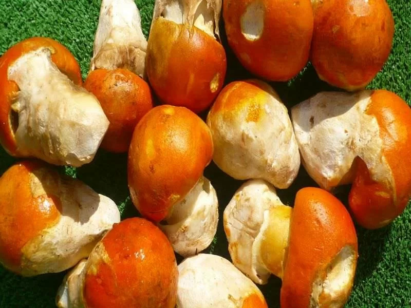 Amanita Caesarea Entera-Huevo Ultracongelado