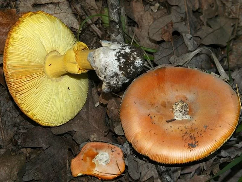 Amanita Caesarea Fresco (Abierta)