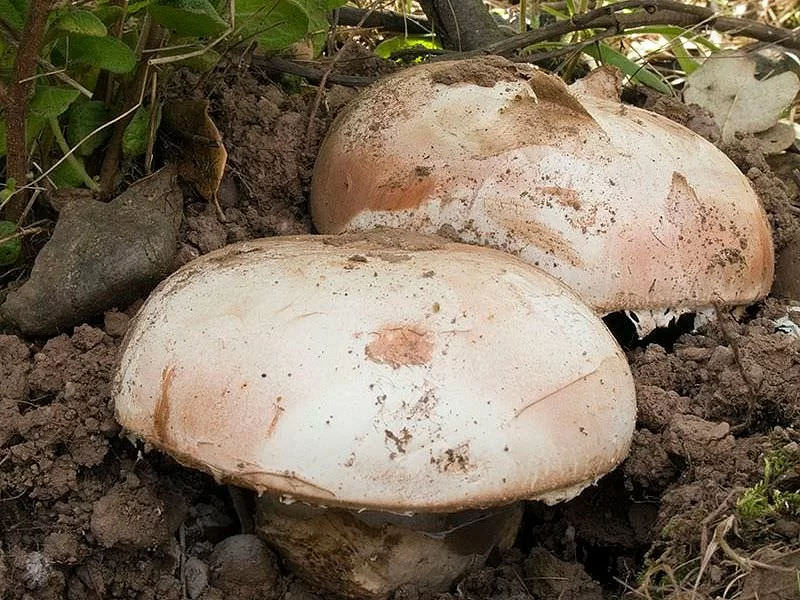 Amanita Ponderosa Fresco