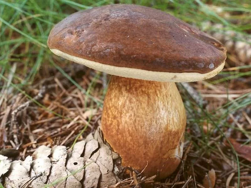 Boletus Badius Fresco