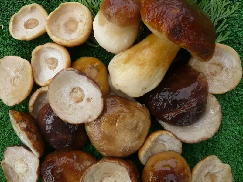 Boletus Edulis Cabeza Ultracongelado