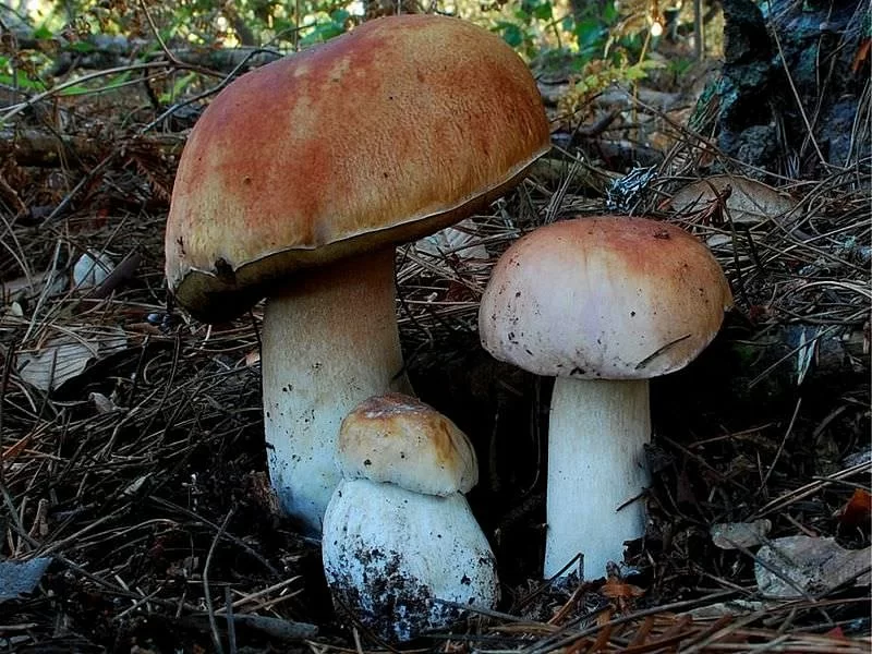 Boletus Edulis Fresco