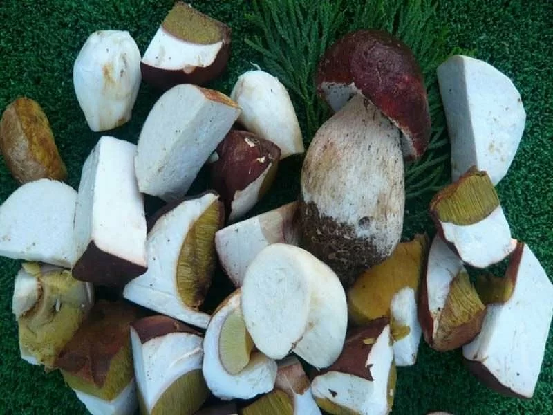 Boletus Edulis Taco Ultracongelado