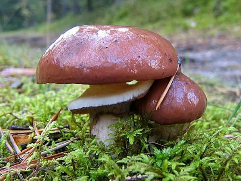 Boletus Luteus Fresco