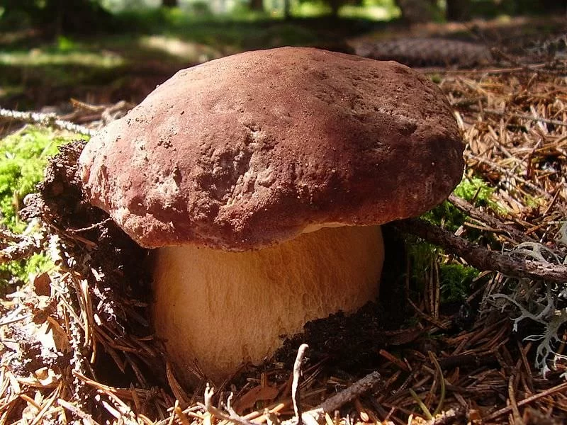 Boletus Pinicola Entero Fresco