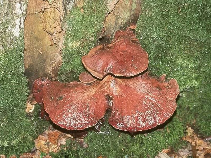 Fistulina Hepatica Fresco