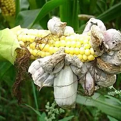 Huitlacoche