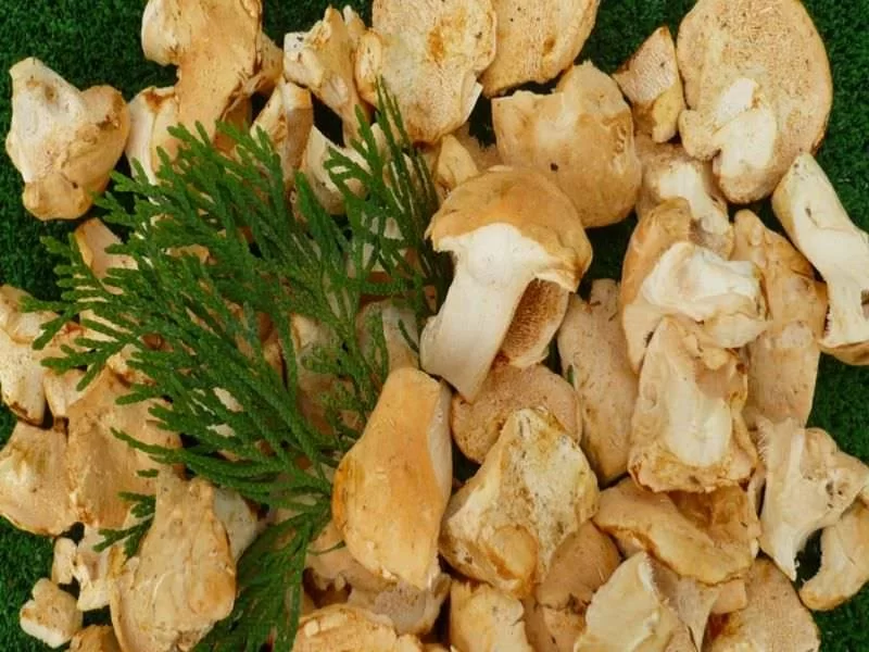 Hydnum Repandum Taco Ultracongelado