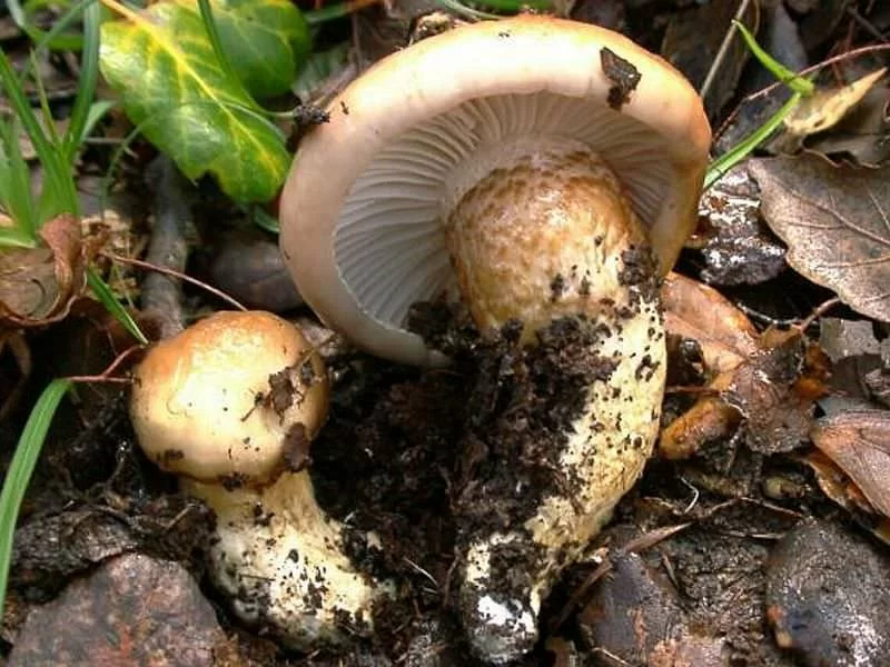 Hygrophorus Limacinus Fresco