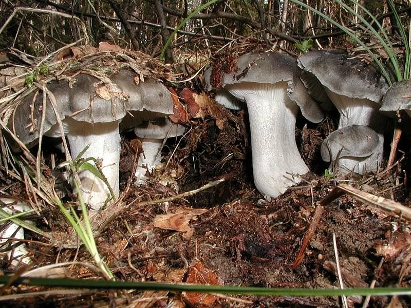 Hygrophorus Marzuolus Fresco