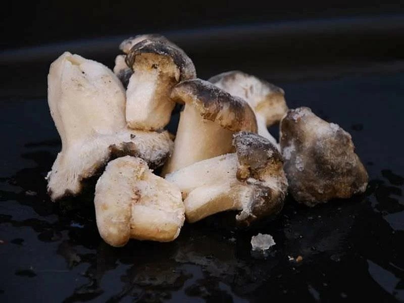 Hygrophorus Marzuolus Taco Ultracongelado