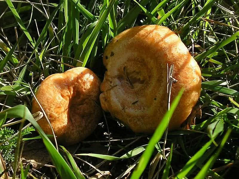 Lactarius Deliciosus Fresco