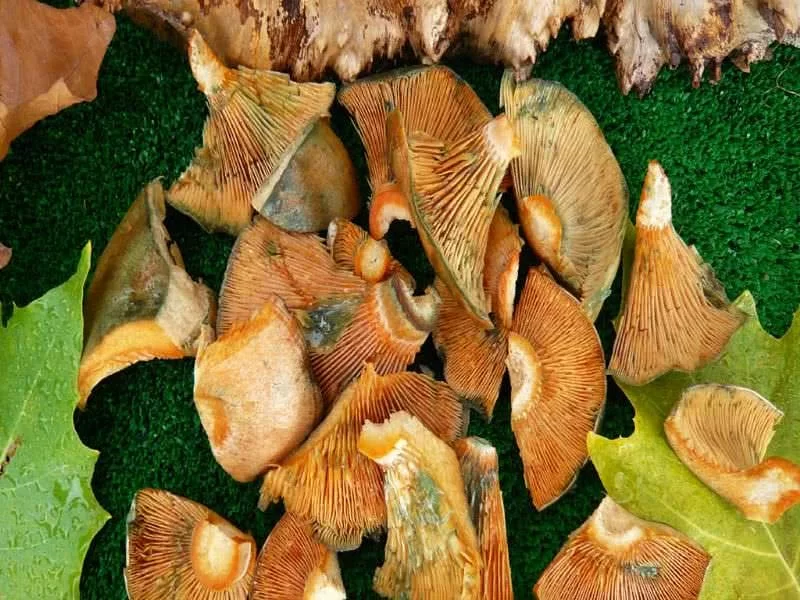 Lactarius Deliciosus Taco Ultracongelado