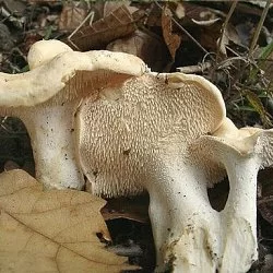 Lengua de vaca