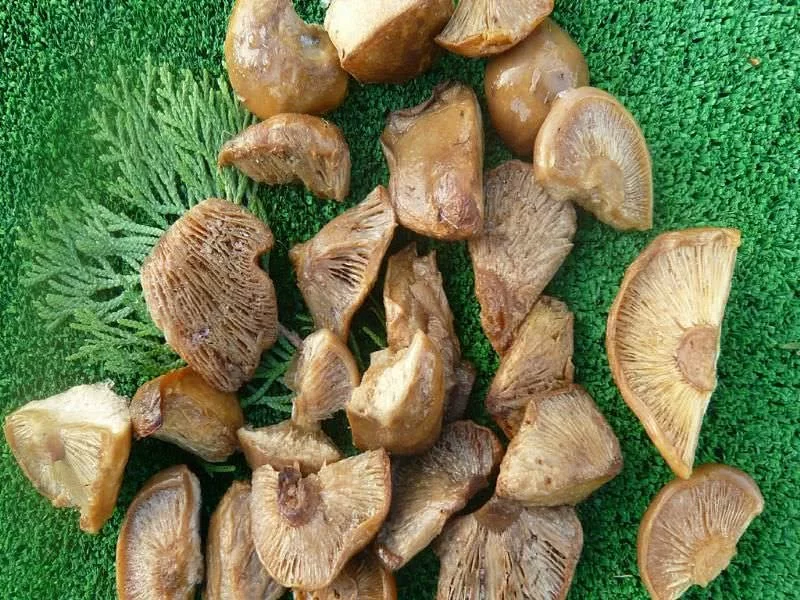 Lepista Nuda Taco Ultracongelado