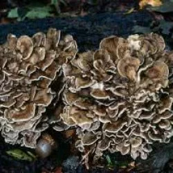 Maitake