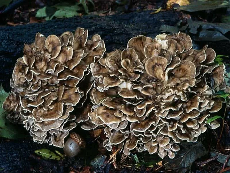 Maitake Fresco