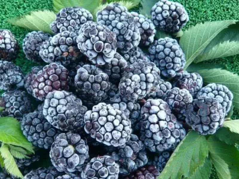 Moras Ultracongeladas