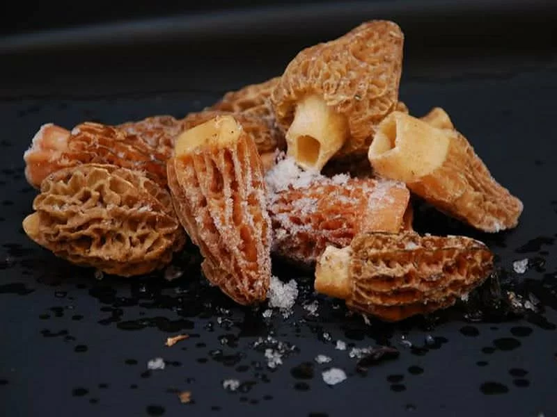 Morchella Rotunda Entero Ultracongelado