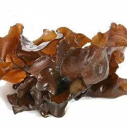 Oreja de judas