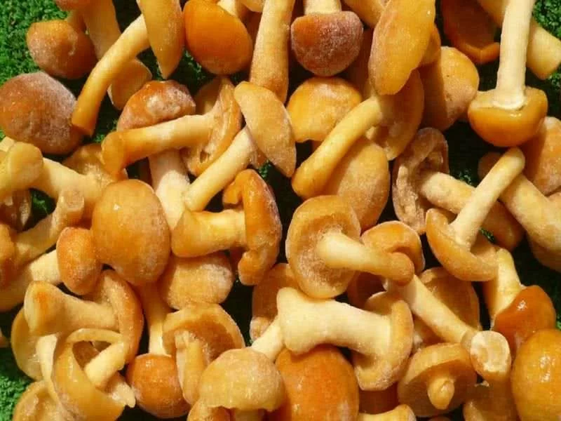 Pholiota Aegerita Entero Ultracongelado