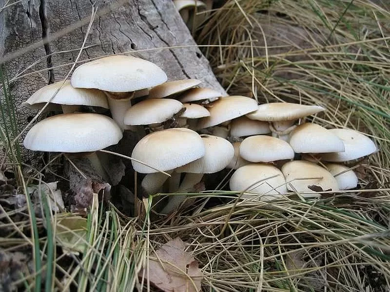 Pholiota Aegerita Fresco