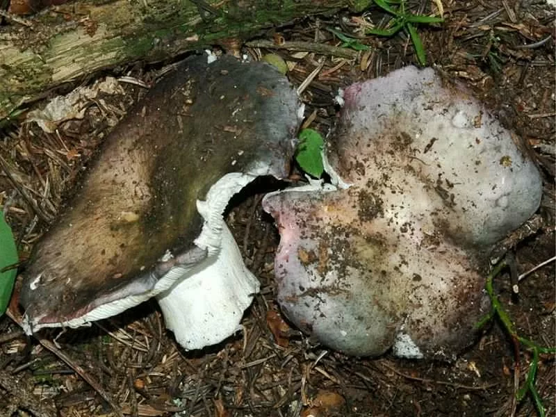 Russula Cyanoxantha Fresco