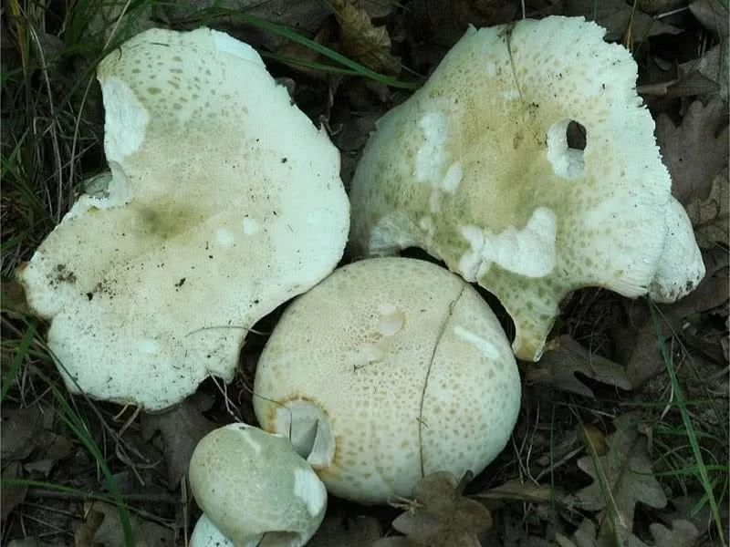 Russula Virescens Fresco