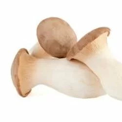 Seta de cardo