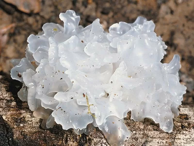 Tremella Funciformis