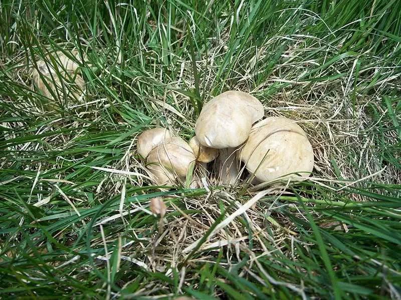 Tricholoma Georgii  Fresco