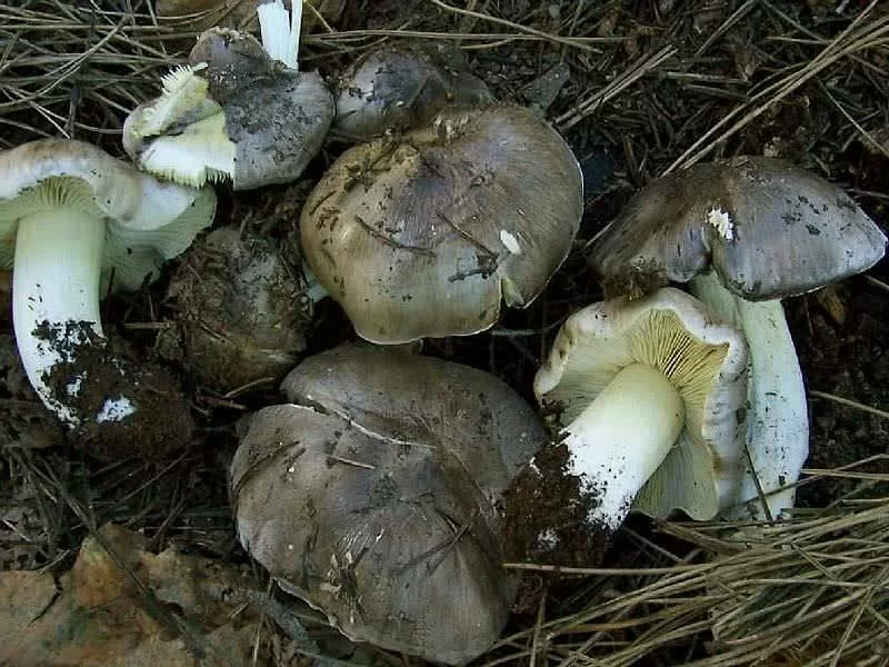 Tricholoma Portentosum Fresco