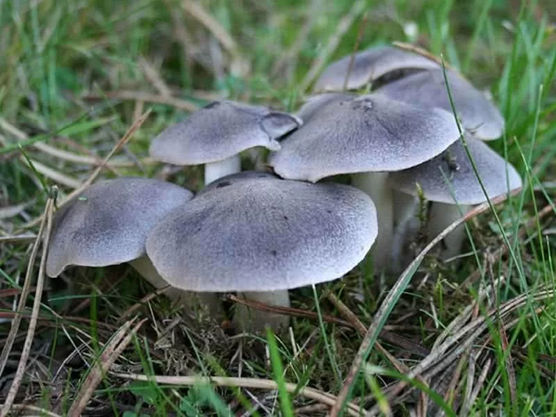 Tricholoma Terreum Fresco