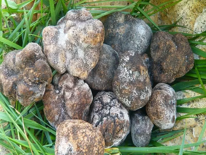 Tuber Himalayense Ultracongelado