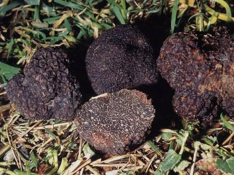 Tuber Melanosporum